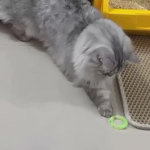 5pcs Soft Network Management Cat Self Hi Doughnuts Bells Sound Cat Self Hi Soothing Chewing Teasing Cat Toys