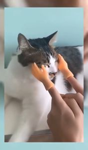 Mainan Kucing Jari Tangan Kecil Garuk Kucing