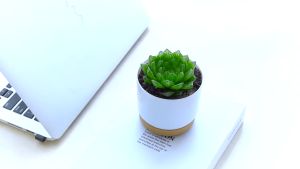 小花盆 懒人自动吸水 Self Watering Pot Flower Pot Pasu Bunga High Transparent 懒人花盆 自动浇水 透明花盆 多肉花盆 植物花盆 塑料花盆 花盆 白色花盆 花盆 pot mini