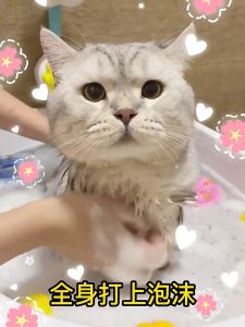 500ML Pet Shampoo With Conditioner Anti Tick and Flea Dog Shampoo Cat Shampoo Dog&Cat Shower Gel