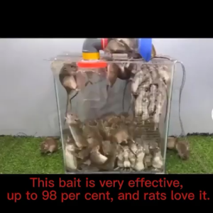 100% Kill 0 Survival rat killer poison lure that mice like to eat mouse rat trap cage pest control mice mouse trap cage Poison Lason sa peste Zinc Phosphide RATKIL Deratization Repellent Repeller Rodent Catching Bait Snap rat killer pellet rodenticide