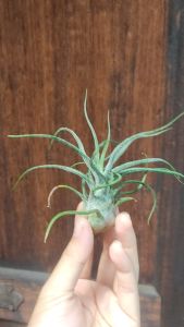 Tillandsia pruinosa / 空气凤梨- 紫犀牛小紅犀牛 / 空气草 - 紫犀牛小紅犀牛