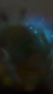 Beskap Pengantin Mutiara Batu