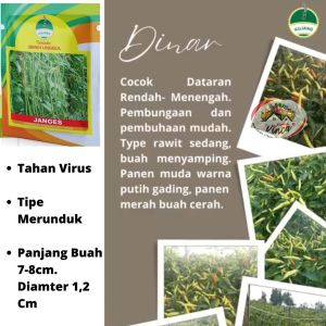 Benih Bibit Cabe Rawit Setan Tahan Virus DINAR 400 biji Cap Kujang Super Lebat