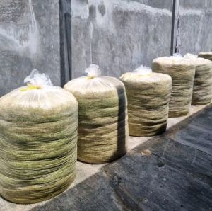 PLASTIK PE UV TEBAL 150 MICRON LEBAR 60 CM PANJANG 25 METER