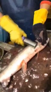 Máy đánh vảy cá cầm tay sử dụng Pin 16.8V Công suất 125W chống nước 100% pin xạc nhanh sử dụng được 3 4h