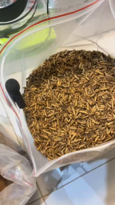 (Gói chiết 100g-200g-500g) Sâu Canxi sấy khô làm thức ăn cho cá chép Nhật chim cảnh gà chọi chuột hamster.... đã được sây khô nhẹ sạch sẽ tiện lợi và tiết kiệm