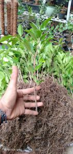 Bibit beringin kimeng isi 10 pohon 30cm rawatan bahan bonsai (termurah)