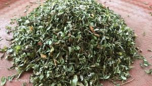 DAUN JAYANTI KERING ALAMI / Jayanti leaves (Sesbania sesban) Natural dry