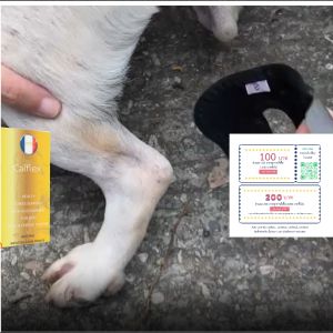 calflex สุนัขขาอ่อนแรง กับ อุปกรณ์พันขาสุนัข ผ้าพันขา สายรัดขา ดามขา พยุงขา เฝือกอ่อน DogLemi 30 เมิด