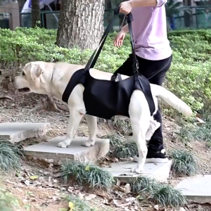 สายรัดพยุงสัตว์เลี้ยง แบบปรับได้ ที่พยุงสุนัข ที่ยกสุนัข ฝึกกายภาพบำบัด ระบายอากาศได้