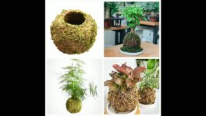 Quả cầu rêu kokedama trồng cây mang phong cách nhật bản kết nối với núi rừng dù đang sinh sống ở phố thị Minh Hân Garden