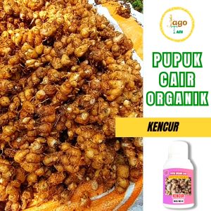 Pupuk Organik Cair Kencur 100 Ml Hormon Agar Subur Dan Penggemuk Tanaman By Jagotani Yogyakarta