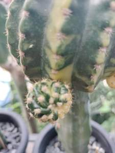 อิชินอฟซิสซับเดนูดาต้าด่างเด็ดสด ด่างแทรกเขียว