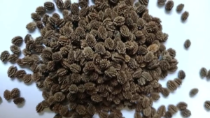 เมล็ดพันธุ์มะละกอครั่ง 1 ซอง ขนาด 30 - 40 เมล็ด