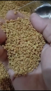 Biji Klabet Murni Utuh 1 Kilogram - Fenugreek Seeds