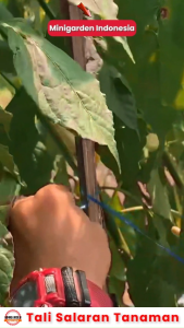 TALI GAWAR TALI SALARAN pengikat penyangga tanaman anggrek cabai tali lanjaran plastik pertanian