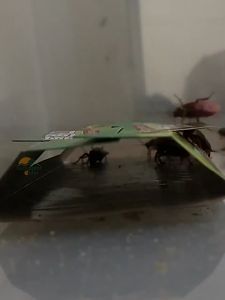 Cockroach Lipas Lizard Cicak Trap Perangkap Cockroach Insect Bait Killer 蟑螂陷阱屋 壁虎