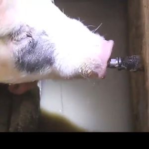 【COD】Steel 1/2PT Thread Pig Hog Swine Drinker Waterer Pig Drinker Waterer Steel chrome gold Red Cap Duckbilled Pig Swine