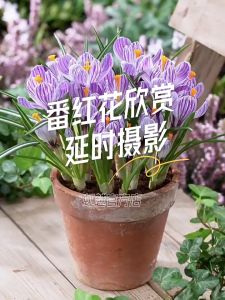 Combo 4 củ giống hoa nghệ tây hoa mix màu ( Kèm 4 viên nén xơ dừa ươm củ ) VTNT1