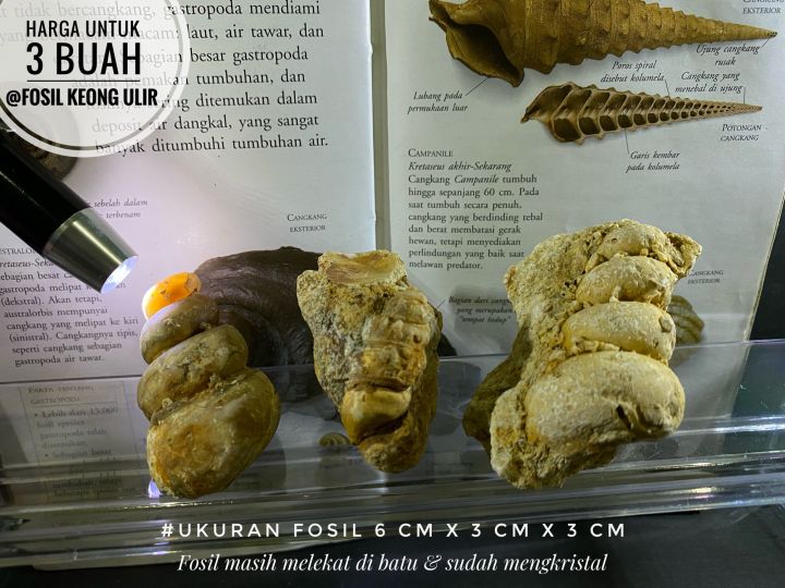 Fosil keong ulir kristal B86 atau fosil kerang temuan atau fosil gastropoda atau batu fossil alam