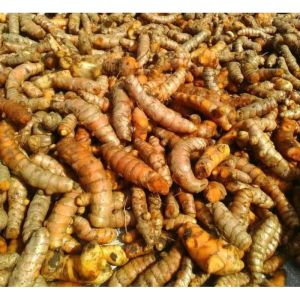 Kunyit Segar 1kg Kunyit Kuning Segar 1kg Kunir Segar 1kg Kunyit Kunir Bumbu Dapur