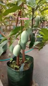 Bibit Mangga Madu 1 Meter Super Okulasi Ukuran Besar