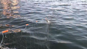 Frisbee Tangan Tuangan Jaring Ikan - Kain Jaring Sedia Pakai untuk Udang Galah Ketam & Udang