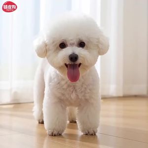 hipidog | Chew-Resistant Cool Feel Waterproof Removable Pet Mat