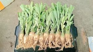 combo 20 cây sứ thái giống ship nhổ cây