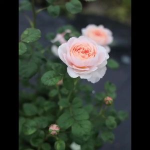 【6944次回购】四季开灌木大苗月季特大花浓香阳台庭院花卉植物盆栽蔷薇玫瑰花苗