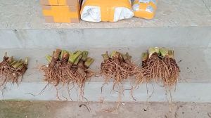 cây ráy voi baby mua 20 tặng 10