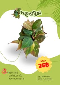 ต้นช้อนเงินช้อนทอง และไม้มงคลอื่นๆ