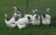 AYAM HIAS INDONESIA