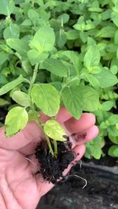 มินต์ ขาว (White Mint) ส่งแบบชำกิ่งมีรากสมบูรณ์แล้ว🌱