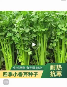 Biji Benih Daun SupCelery Seeds (200 seeds)