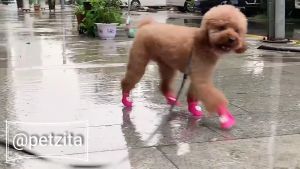 🇹🇭พร้อมส่ง 🇹🇭🔥 รองเท้าสุนัข พันธุ์เล็ก ถึง หมาใหญ่ กันน้ำ สีสันสดใส ติดการ์ตูน สำเนา