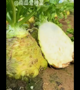 Benih seledri praha isi 2000 benih FA