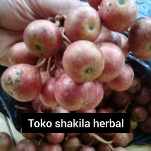buah kondang segar untuk bikin rujak bebek 500 grm