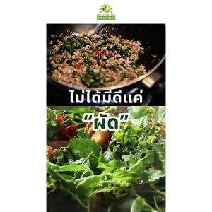 กะเพราอบแห้ง เกรดพรีเมี่ยม คุณภาพส่งออก มาตรฐาน GMP Dried Holy Basil ชาดาสุวรรณ์ Chadasuwanna กระเพราอบแห้ง กระเพราแห้ง กะเพรา