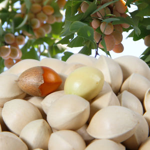 Fresh Silver Pine Nuts with Shell for Cooking And Soup Making Unbleached Special Product of 1kg Bagged Snacks/Hazelnuts