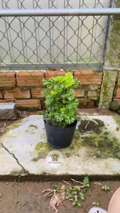 Cây Đinh Lăng Lá Lơn - Chiều cao tổng tầm 20-30 cm - Chịu nắng tốt!