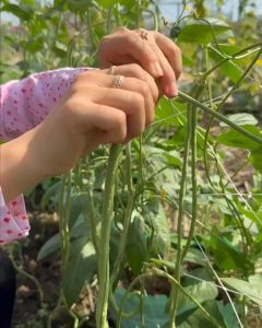 Hạt giống đậu đũa gói 20 gram