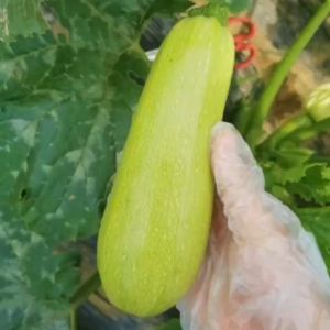 30 เมล็ดเมล็ดพันธุ์ซูกินี ผักซูกินี ซูกินีเขียว   งอกดี เมล็ดผักสวนครัว เมล็ดผัก พันธุ์แท้ ซูกินี  งอกง่าย โตไว ลูกดก นำเข้าจากต่างประเทศ