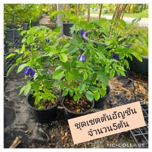 ต้นอัญชันดอกซ้อน แบบชุดจำนวน5ต้น ราคาพิเศษ