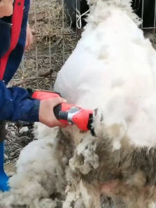 Electric Sheep Clipper Cordless Goat Hair Trimmer Mesin Bulu Kambing Farm Wool Shearing With Lithium Battery