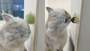 Nhím có catnip dán tường cho mèo - Đồ chơi cho mèo - Tiệm Mèo Moa