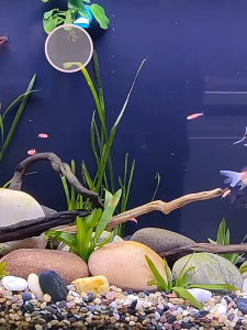 หินโรยหน้ากระถาง หินตกแต่งตู้ปลา หินตู้ปลา หินบอนไซ หินแม่น้ำ หินธรรมชาติ หินโรย สวยมากกก