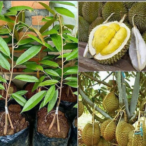 Bibit durian musangking kaki 3 cepat buah dan bisa berbuah pendek dompolan buahan nya juga lebat