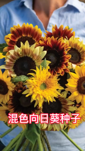 Benih Bunga Matahari Pelbagai Warna(20 Seeds)/多彩向日葵种子/七彩太阳花/Multi-colored/Mixed Sunflower Seeds